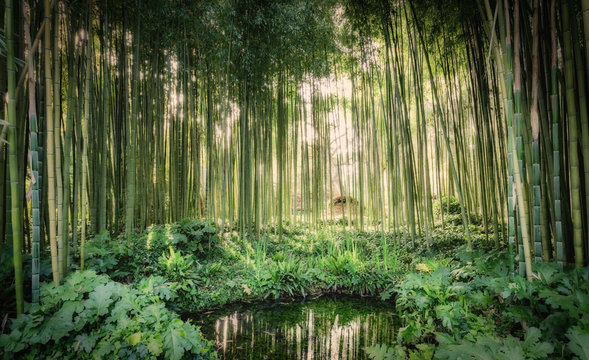 Bamboo canes around a small lake in the Garden of Ninfa in the province of Latina, Italy, Europe
