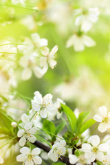 Spring cherry blossoms closeup, white flower on blurred green background grass, banner for website. Blurred space for your text