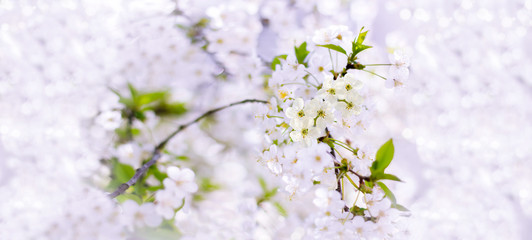 Spring cherry blossoms closeup, white flower on blurred background, banner for website. Spring. Panorama. Blurred space for your text