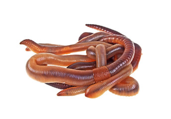 Earth worms on a white background © domnitsky