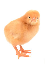Chicken on a white background