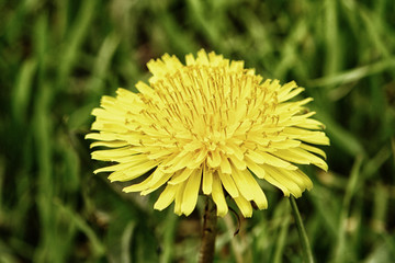 Yellow dandelion flower with leaves in green grass spring