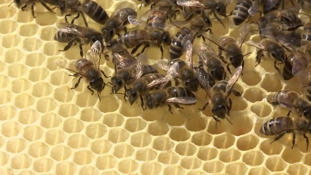 Bienenvolk mit Waben