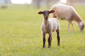 Naklejka premium Lamb