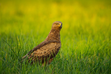 Lesser spotted eagle (Clanga pomarina) - Orlik krzykliwy