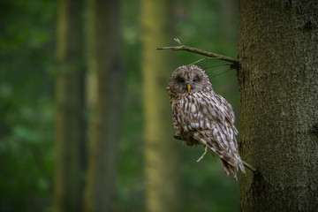 Ural owl (Strix uralensis) - Puszczyk uralski - obrazy, fototapety, plakaty