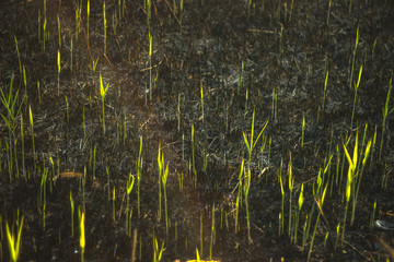 Evening grass in the river hill