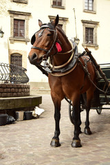Naklejka na ściany i meble The horse costs on a cobblestone road of the aged city. The horse is intended for transportation of tourists.