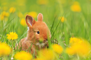 Fototapeta premium cute red rabbit yellow flowers of dandelion