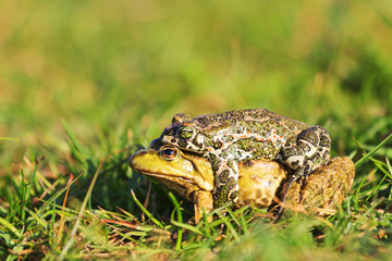 European green toad and pool frog mate