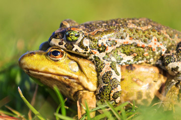 Frog different species mate whose eyes the incredible colors