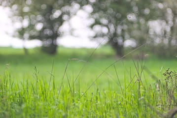 Obraz na płótnie Canvas grass field
