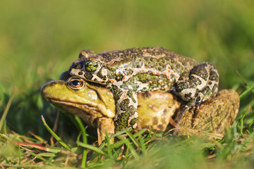 Frog different species mate