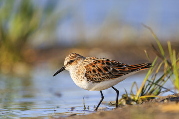 little stint ,Calidris minuta during spring migration