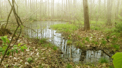 Swamp in the forest background small river