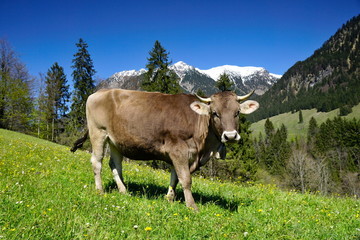 Fototapeta na wymiar Kuh auf Weide in den Alpen