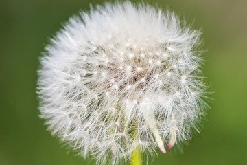 Blowball macro dandelion seed head flower blossom white green spring seeds