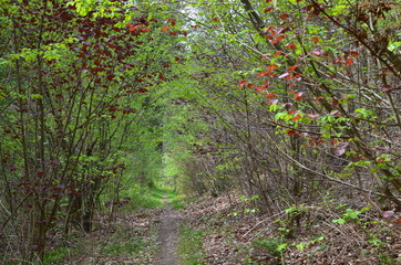 Waldweg im Frühling mit lichtem Grün