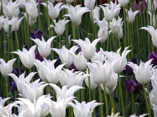 Flowers. Spring tulips.