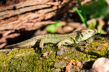 Green forest lizard sitting on a tree. Wild lizard green. Zootoca vivipara. Lacerta.