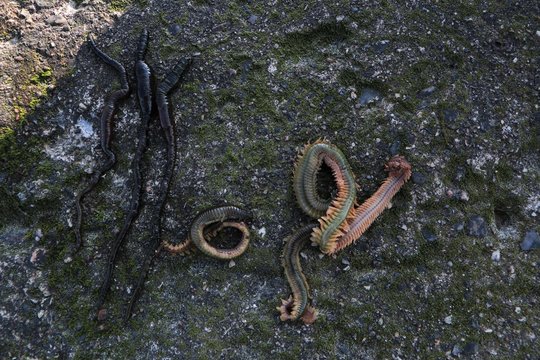 Wattw&uuml;rmer und Seeringelw&uuml;rmer, die besten Naturk&ouml;der zum Meersesangeln