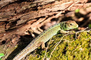 Green forest lizard sitting on a tree. Wild lizard green. Zootoca vivipara. Lacerta.