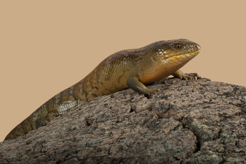 Blue Tongued Skink (Tiliqua scincoides chimaerea)/Tanimbar Blue Tongued Skink on large piece of tree bark