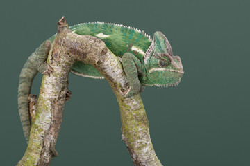 Veiled Chameleon (Chamaeleo calyptratus)/Veiled Chameleon walking along tree branch