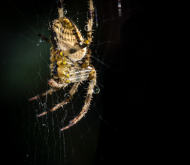 Wet Garden Spider