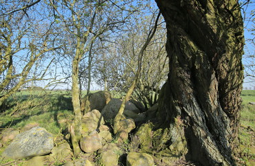 Ruined megalithic tomb near Gross Zastrow in Germany