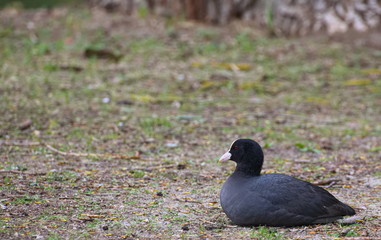 Eurasian coot (Fulica atra) sitting on the ground