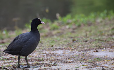 Eurasian coot (Fulica atra) standing on the ground