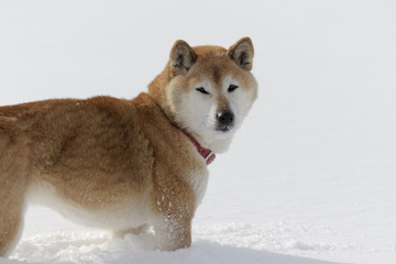 冬の柴犬