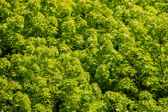Spring new fresh leafs on tree in sunlight