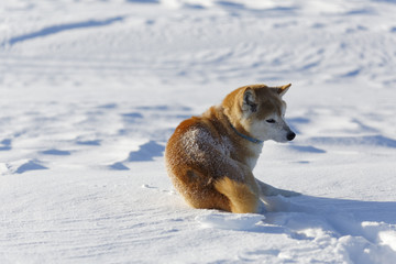 冬の柴犬