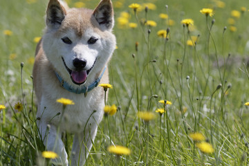 野原で遊ぶ柴犬