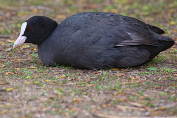 Eurasian coot (Fulica atra) sitting on the ground