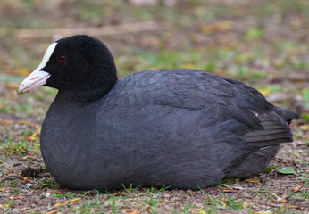 Eurasian coot (Fulica atra) sitting on the ground