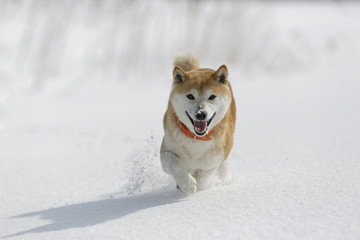 雪と柴犬