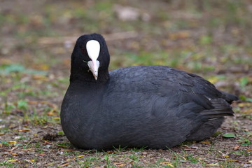 Eurasian coot (Fulica atra) sitting on the ground