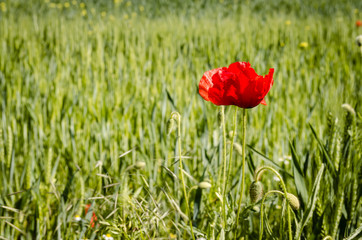 The flowers poppies in the wheat