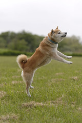 野原で遊ぶ柴犬