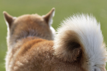 野原で遊ぶ柴犬