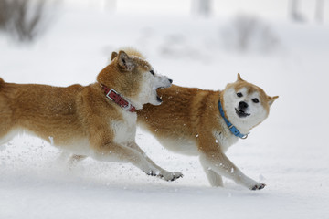 雪と柴犬