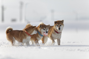 雪と柴犬
