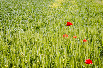 The flowers poppies in the wheat