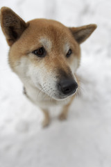 雪と柴犬