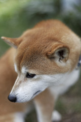 訴えかける柴犬