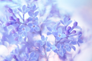Obraz na płótnie Canvas A flower of lilac with gentle shades. Selective focus