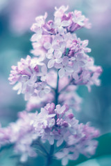 Fototapeta na wymiar A flower of lilac with gentle shades. Selective focus